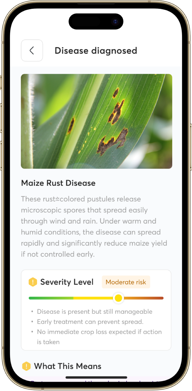 A close-up of a diseased leaf being inspected